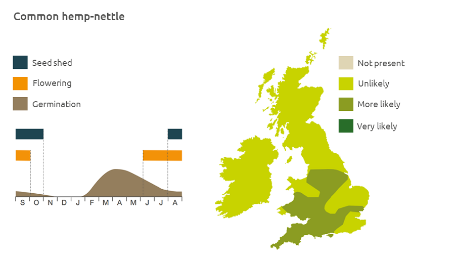 Common hemp-nettle life cycle and UK distribution